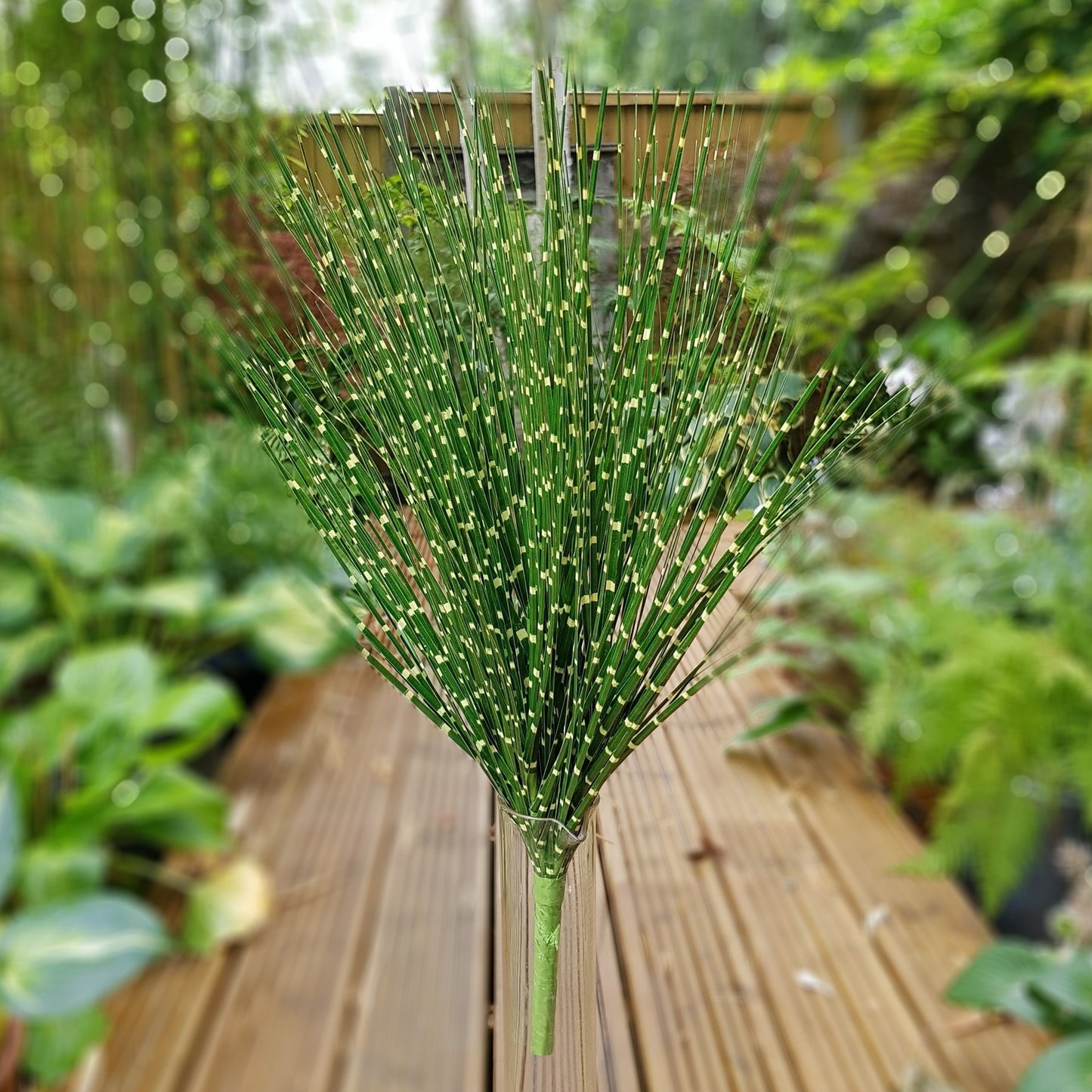 Zebrinus Grass Bush