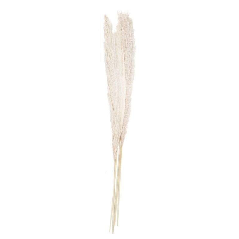 Bleached Pampas Grass (Pack of 5 Stems)