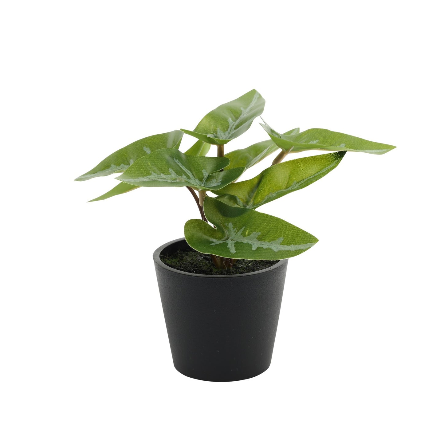 Mini Syngonium Potted House Plant (13cm)