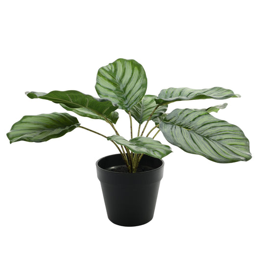 Calathea Potted Houseplant (30cm)