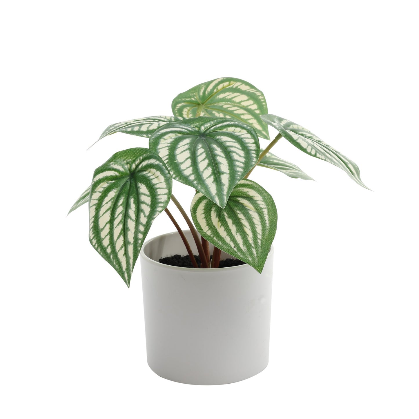 Calathea Potted House Plant (20cm)