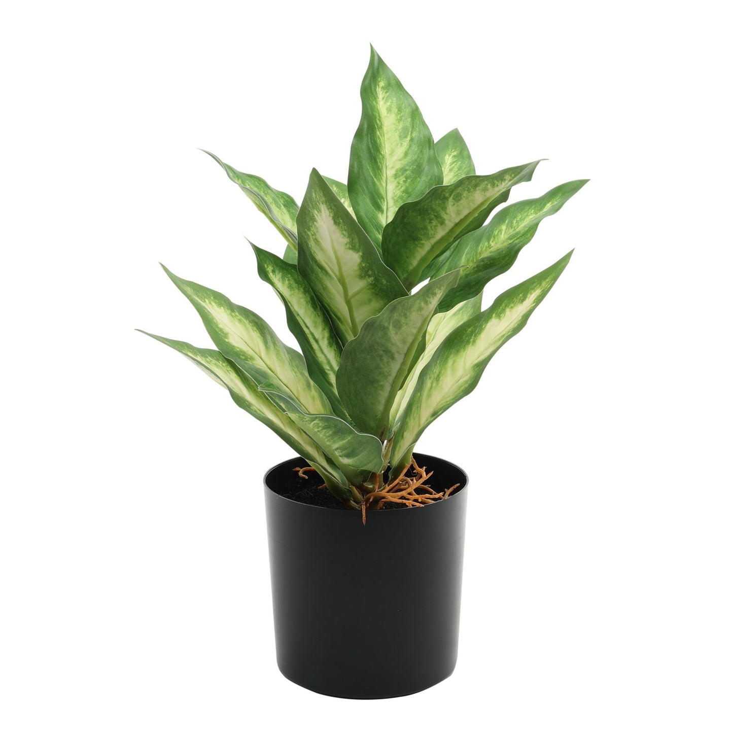 Dieffenbachia Potted House Plant (20cm)