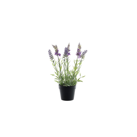 Botanica Potted Lavender (30cm)