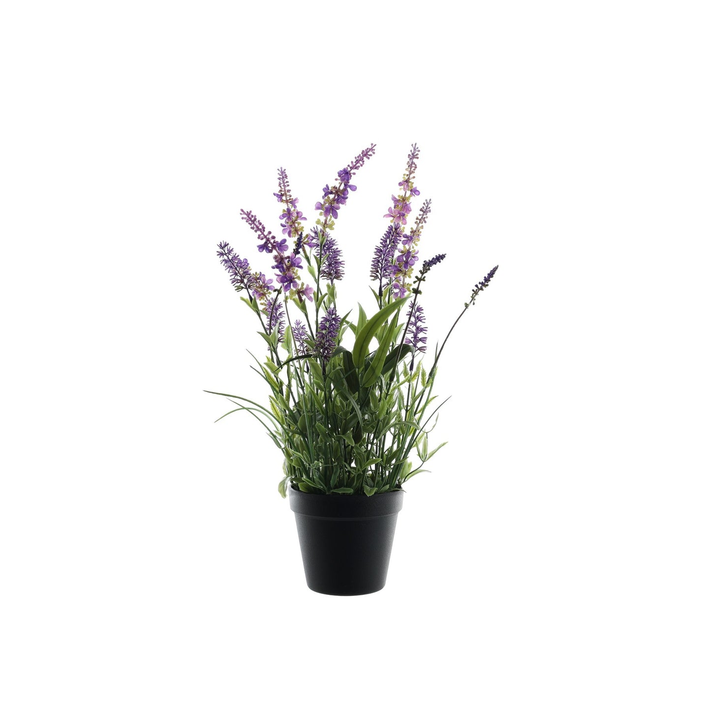 Botanica Flowering Lavender in Pot (47cm)