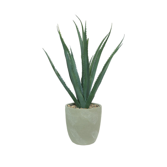 Grey Medium Potted Botanica Agave (40cm)