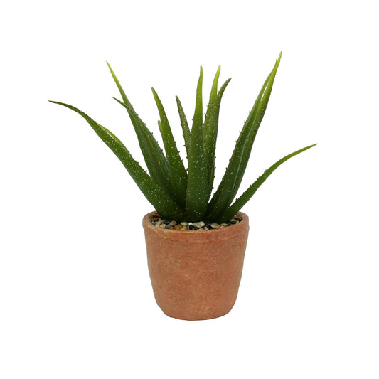 Terracotta Botanica Potted Agave (35cm)