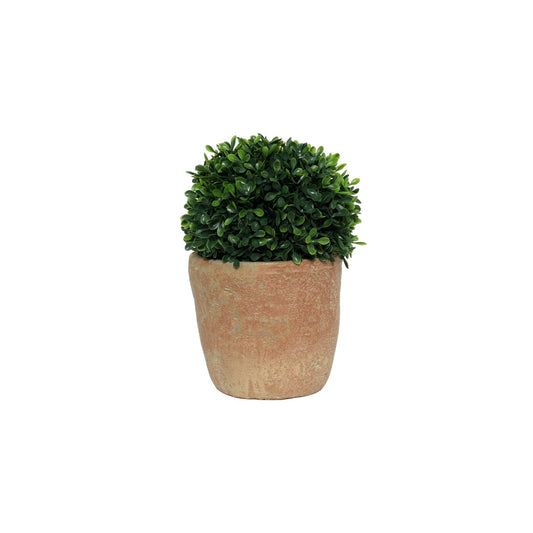 Botanica Potted Bonsai Pine (30cm)