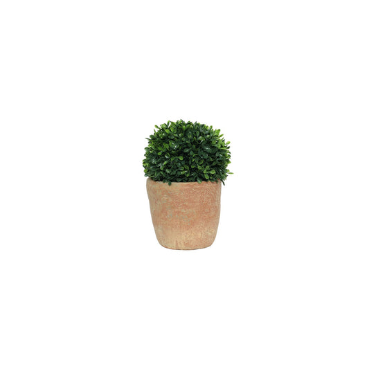 Terracotta Botanica Potted Topiary (15cm)