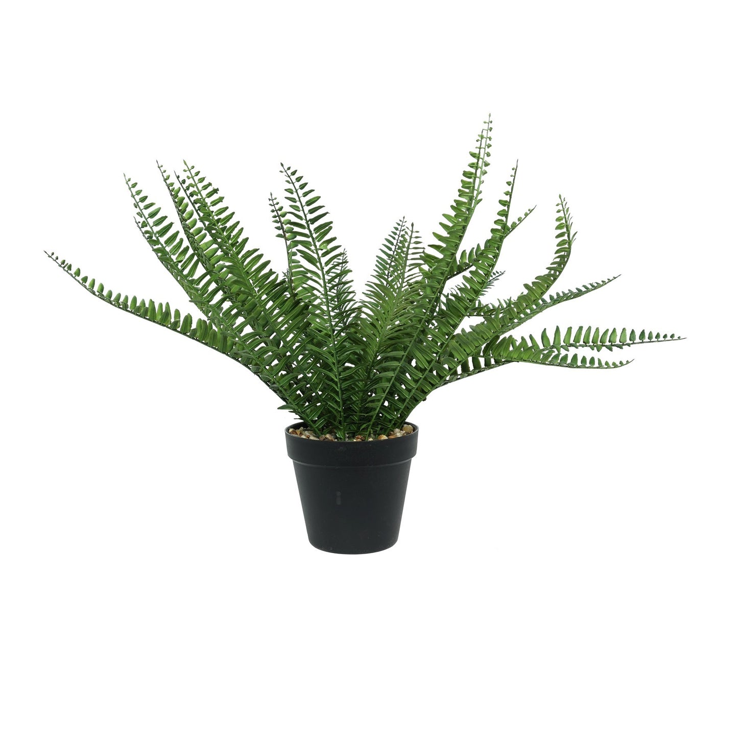 Black Botanica Potted Fern (44cm)