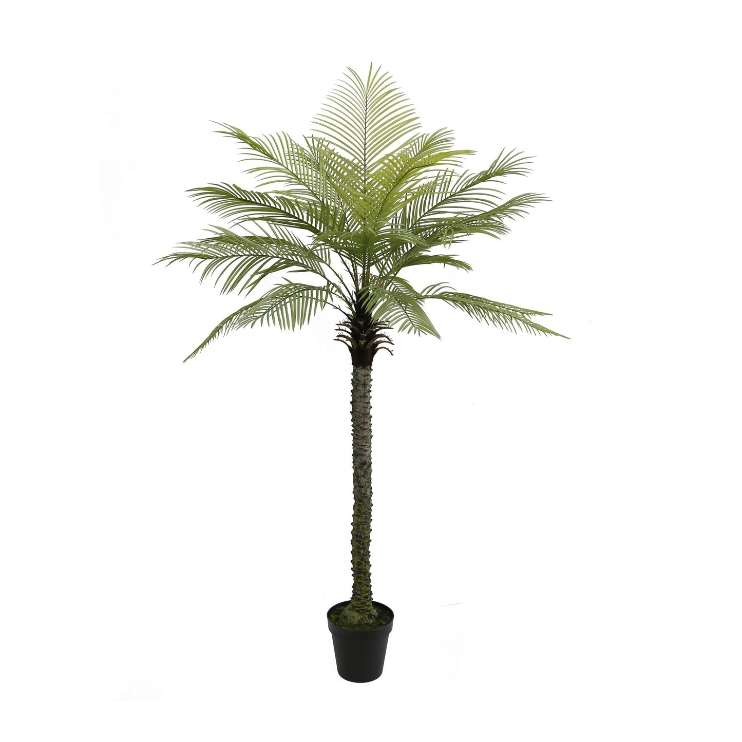 Botanica Phoenix Palm Tree in Pot (210cm)