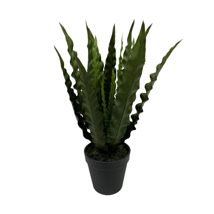 Botanica Bird Nest Fern in Pot (36cm)