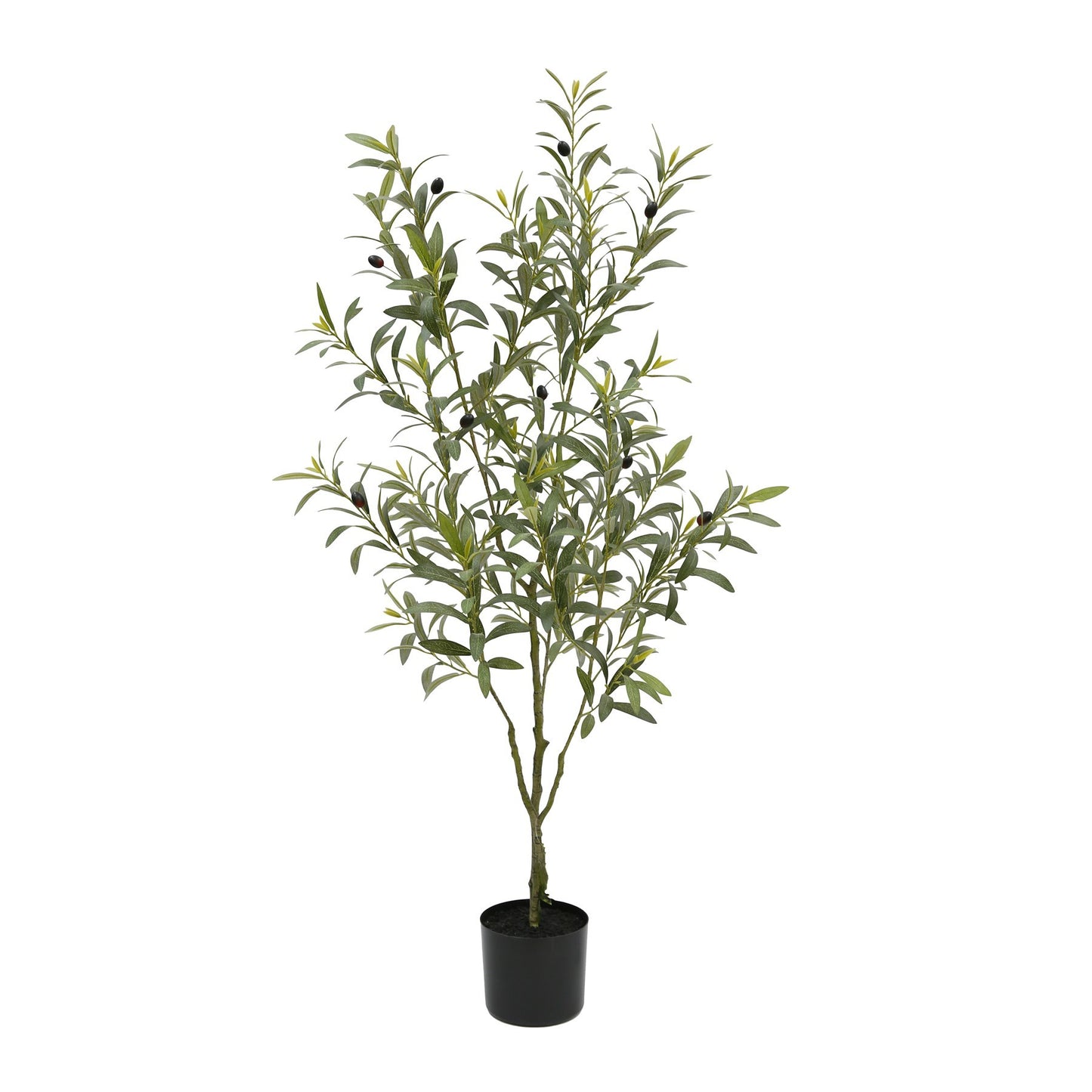 Botanica Olive Tree in pot (120cm)