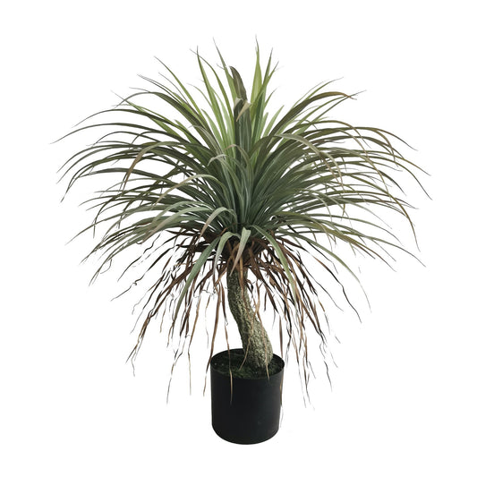 Botanica Yucca in pot (82cm)