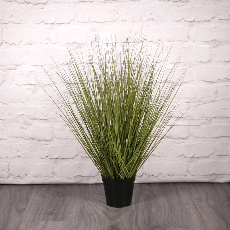 Festuca Grass Potted  (60cm)