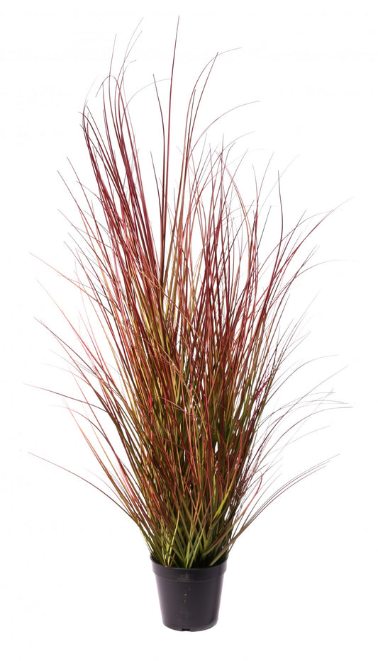 Potted Bronze Stipa Grass (100cm)