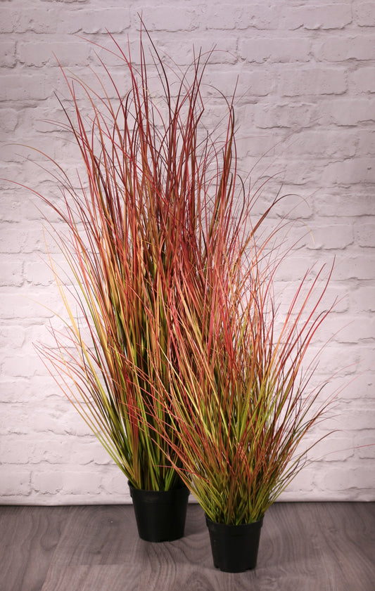 Potted Bronze Stipa Grass (122cm)